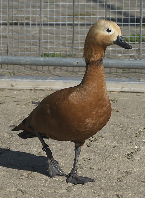 和友谊