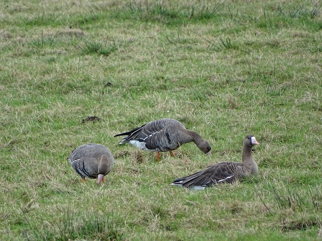 进攻乏力 进攻乏力